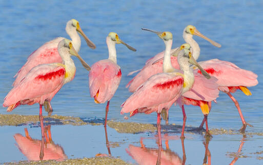 Rosalöffler Vögle in den Everglades, Florida, USA © Tania Thomson / Shutterstock.com