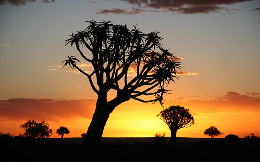Der Köcherbaumwald, ein nationales Denkmal im Süden von Namibia © urosr / Shutterstock.com
