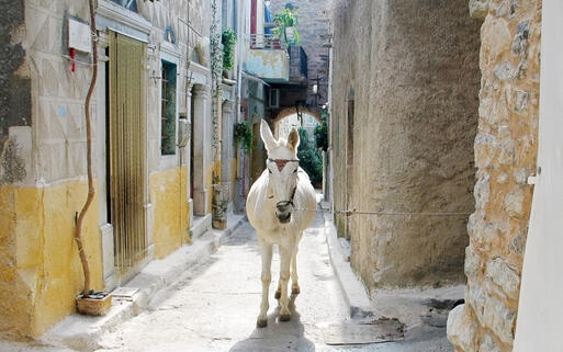 Ein Esel wandert durch die engen Gassen eines typisch griechischen Dorfes auf Chios © Georgios Alexandris / Shutterstock.com