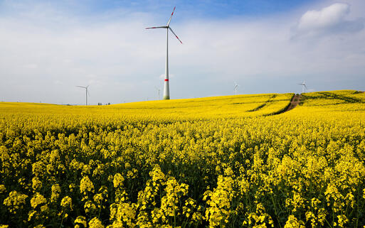 Windmühlen in Brandenburg © Tilo G / shutterstock.com