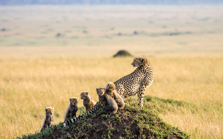 Geparden Familie im Masai Mara Nationalpark, Nairobi, Kenia © Gail Johnson / Shutterstock.com