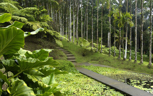 Der prächtige Garten von Balata auf Martinique © Pack-Shot / Shutterstock.com
