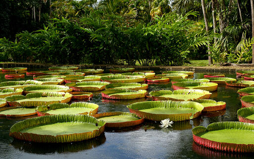 Riesen Seerosen in einem Teich © Andrzej Kubik