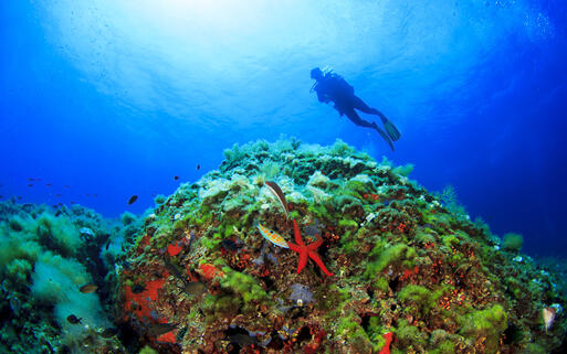 Taucher in der Unterwasserwelt von Mallorca © Rich Carey