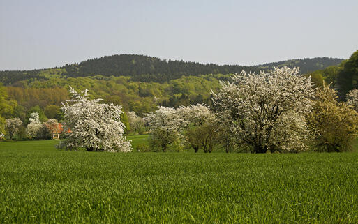 Kirschblüte in Holperdorp © Shutterschock / shutterstock.com