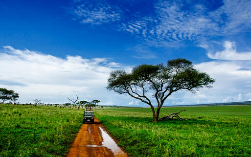 Safari im Tarangire-Nationalpark © Jessica Bethke / Shutterstock.com