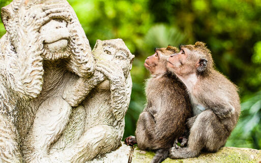 Langschwanz Äffchen im Sacred Monkey Forest, Ubud © nvelichko./ shutterstock.com