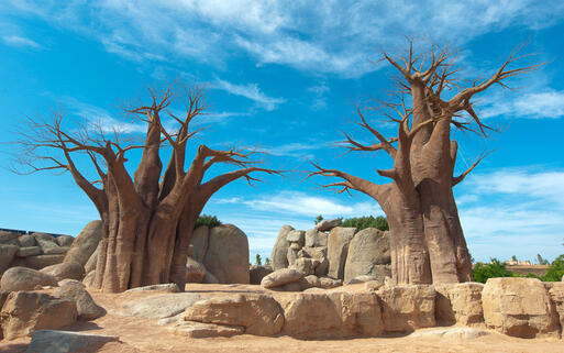 Affenbrotbäume zwischen Felsen © Victoria Gopka / Shutterstock.com