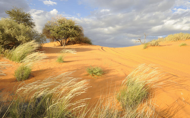 Kalahari Sanddüne in der Nördlichen Kapprovinz von Südafrika © WOLF AVNI / Shutterstock.com