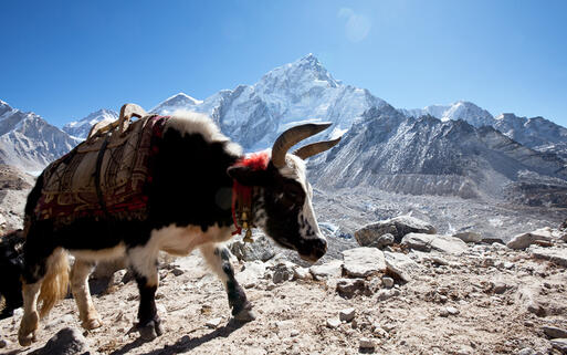 Yak im Himalaya Gebirge © Galyna Andrushko / shutterstock.com