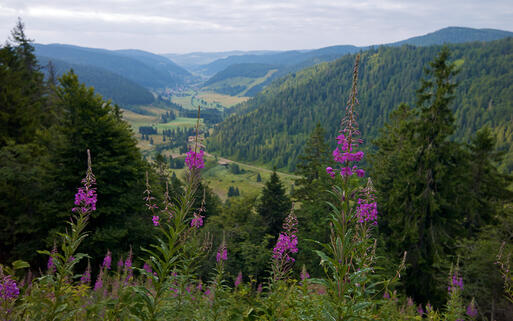 Idyllische Landschaft im Schwarzwald, Deutschland © falk / shutterstock.com