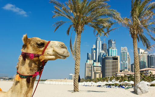Kamel am Strand vor der Skyline Dubais © Laborant