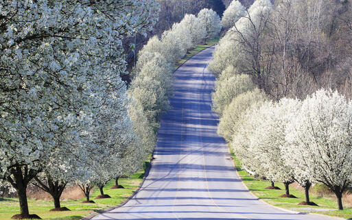 Blüte im Frühling bei Nashville © KennStilger47 / shutterstock.com