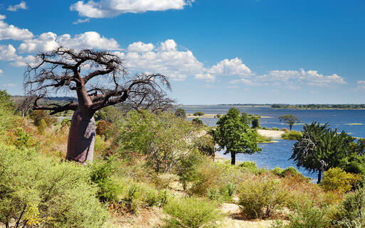 Die Landschaft rund um den Fluss Chobe © Pichugin Dmitry / Shutterstock.com