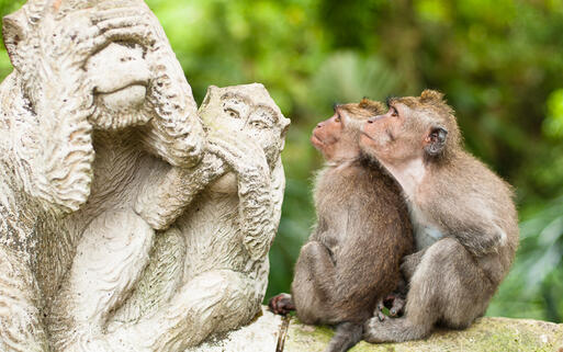 Langschwanz Äffchen im Sacred Monkey Forest, Ubud © nvelichko./ shutterstock.com