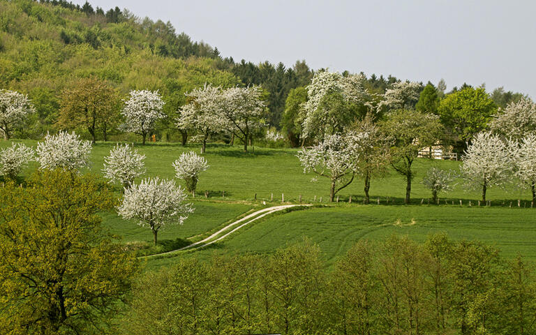 Kirschblüte in Hagen © Shutterschock / shutterstock.com