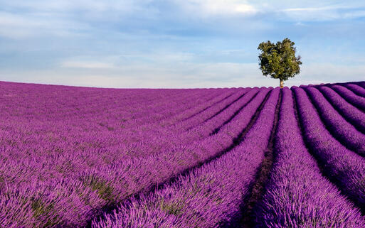 Lavendelfeld in der Provence © Andreas G. Karelias  / Shutterstock.com
