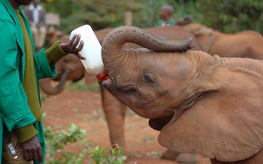 Fütterung im Elefantenwaisenhaus 