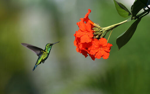 Smaragdkolibri auf Curacao © wcpmedia / Shutterstock.com