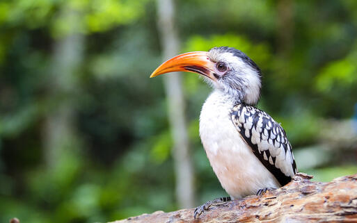 Ein Südlicher Gelbschnabeltoko © konmesa / Shutterstock.com
