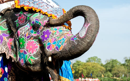 Bemalter Elefant beim jährlich im März stattfindenden Elephant Festival in Jaipur, Rajasthan, Indien © RuthChoi / Shutterstock.com