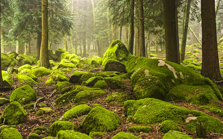 Mystische Waldlandschaft im Nationalpark von Peneda in Geres, Portugal © Zacarias Pereira da Mata / Shutterstock.com