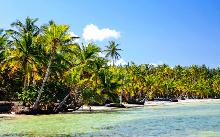 Palmen am tropischen Strand © Shutterstock.com