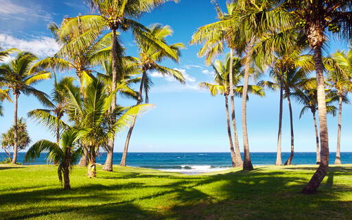Palmstrand am Grand Anse Beach nahe Saint Pierre © infografick / shutterstock.com