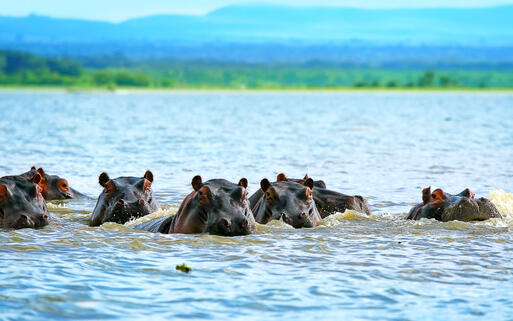Nilpferde im See Naivasha, Kenia © Anna Omelchenko / Shutterstock.com