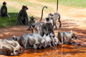 Affen in Anuradhapura © Galyna Andrushko / Shutterstock.com