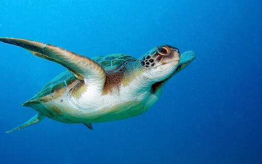 © Natursports Eine Meeresschildkröte gleitet gemächlich durchs Wasser © Natursports