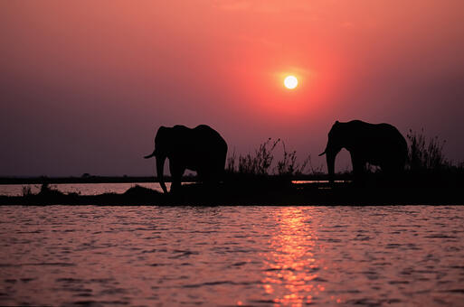 Elefanten am Kariba See bei Sonnenuntergang © outdoorsman / Shutterstock.com