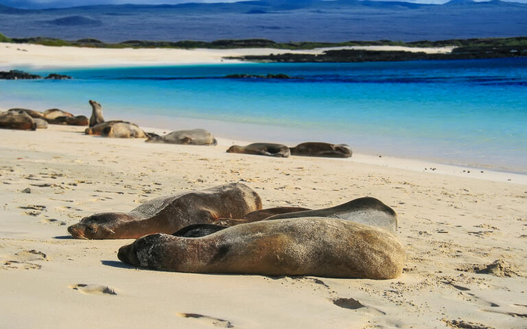 Seelöwen am Strand der Galapagos Inseln, Ecuador, Südamerika © / Shutterstock.com