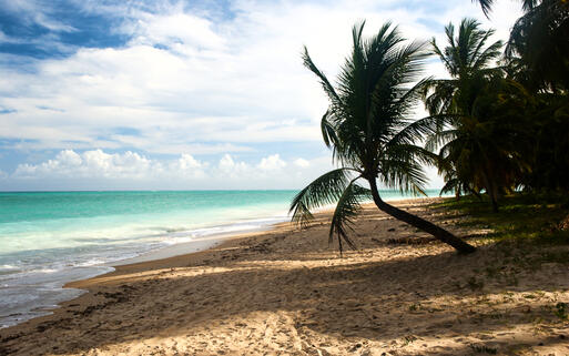 Tropischer Sandstrand in Alagoas, Brasilien © Elder Vieira Salles / Shutterstock.com