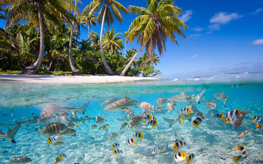 Tropische Über- und Unterwasserlandschaft © BlueOrange Studio