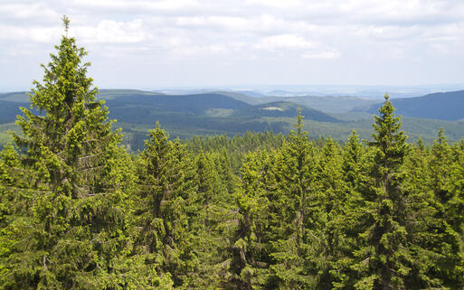 Thüringer Wald © bluecrayola / shutterstock.com
