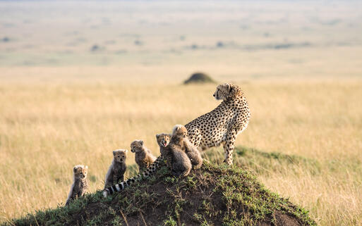 Geparden Familie im Masai Mara Nationalpark, Nairobi, Kenia © Gail Johnson / Shutterstock.com