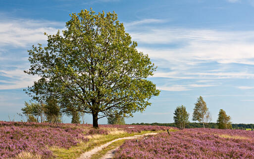 Frühlingslandschaft in der Lüneburger Heide © Thorsten Schier / Shutterstock.com