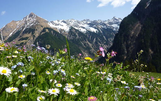 Wiesenblumen in Vorarlberg © by Paul / shutterstock.com