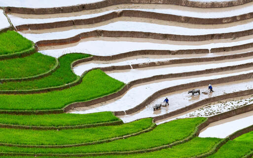 Traditionelle Reisterassen in Mu Cang Chai, Yen Bai © Bui Viet Hung / Shutterstock.com