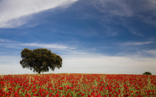 Landschaft der Region Alentejo in Portugal © Ana de Sousa / Shutterstock.com