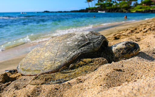 Eine grüne Schildkröte ruht in der Vormittagssonne am Kona Beach, Kailua, Big Island, Hawaii © Jay Bo / Shutterstock.com