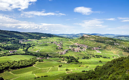 Blick über die Weinberge Burgunds © Anze Mulec / Shutterstock.com