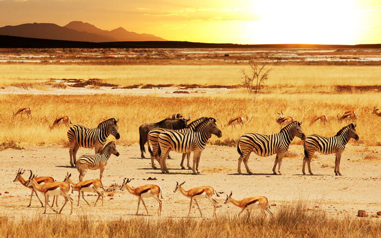 Safari im Etosha-Nationalpark im Norden von Namibia © Galyna Andrushko / Shutterstock.com