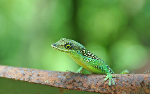Echse auf Martinique © sigurcamp / Shutterstock.com
