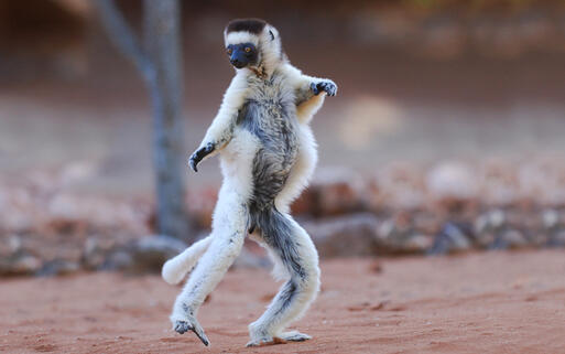 Ein Larvensifaka im Naturreservat Berenty auf Madagaskar © Hugh Lansdown / Shutterstock.com