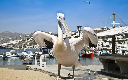 Am frühen Morgen tummeln sich am Strand in Mykonos Stadt zahlreiche Pelikane © Leanne Vorrias / shutterstock.com