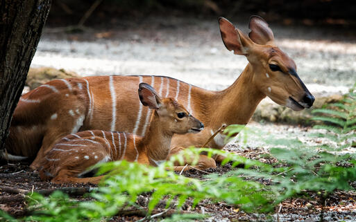Nyala Antilopen © Jonathan Choo / Shutterstock.com