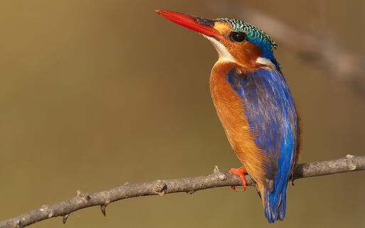 Der Hauben-Zwergfischer, auch Malachit-Eisvogel genannt © Manja / Shutterstock.com