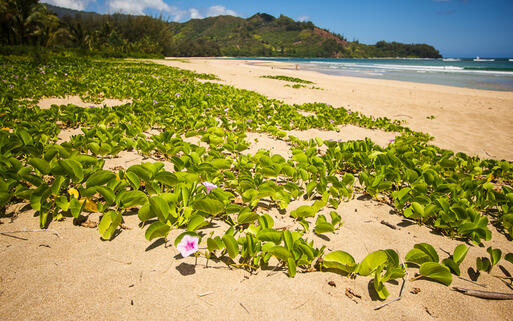 Blumenteppich am Strand von Hanalei Bay, Hawaii - Insel Kauai, USA © Andy Dean Photography / Shutterstock.com